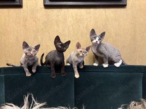 Devon Rex 