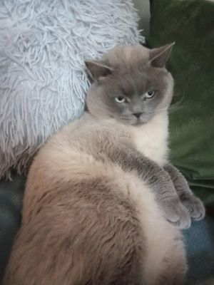 Deckkater BKH blue Point !