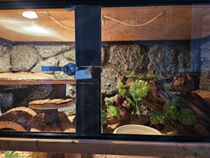 Terrarium 