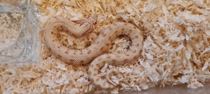 0.1 Heterodon nasicus Toffeeconda ENZ 2024 Hakennasennatter 