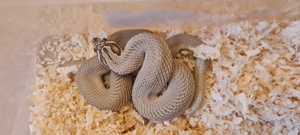 3.2 Heterodon nasicus Superconda Hakennasennatter 