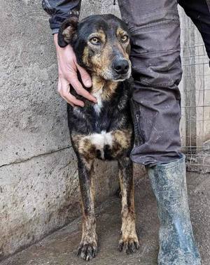 Schüchterne Liri - freundlich & verschmust Bild 10