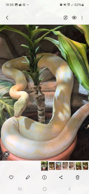 Boa constrictor imperator Bild 2