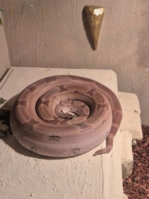 Boa constrictor imperator Bild 3