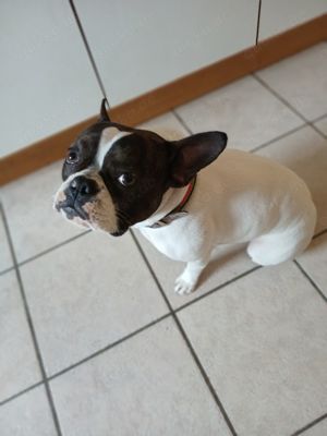 junge Bulldogge Hündin