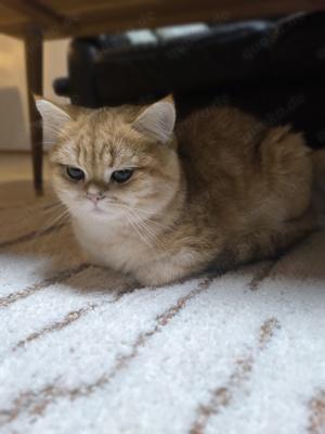 Deckkater Britisch Kurzhaar 
