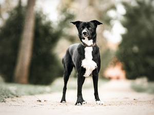 Timo sucht sein Zuhause