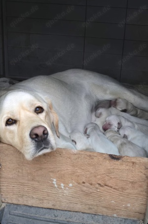 Labrador Welpen 