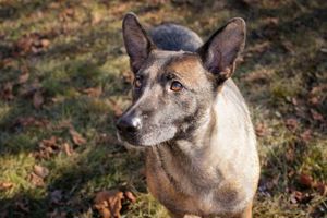 *FLOWER* - Die liebe, ruhige und sanfte Malinois Mix Hündin sucht Familie mit Hundeerfahrung 
