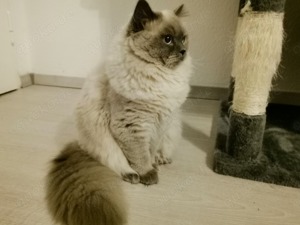 Deckkater BKH Langhaar zur Deckung.Geimpft,entwurmt,spielerisch,Blutgruppe B Reinerblich,