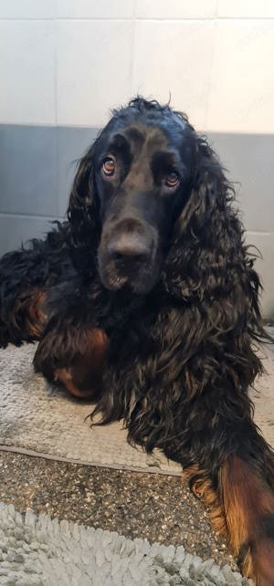 Gordon Setter KEIN Verkauf! 