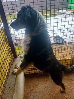 Jack (geb. ca. 2022) lebt in Tierheim in Bosnien und sucht ein Zuhause Bild 2