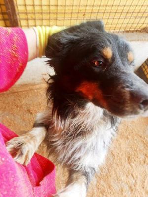 Jack (geb. ca. 2022) lebt in Tierheim in Bosnien und sucht ein Zuhause