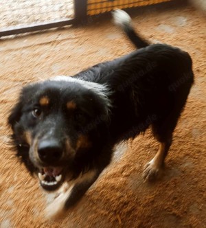 Jack (geb. ca. 2022) lebt in Tierheim in Bosnien und sucht ein Zuhause Bild 5