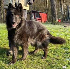 Aurela, geb. ca. 09 2018, lebt auf einer Pflegestelle in 31547 Rehburg-Loccum Bild 2