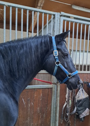 Reitbeteiligung gesucht 