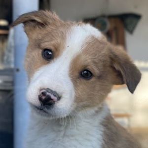 Benji, geb. ca. 10 2024, lebt in GRIECHENLAND, auf einer privaten Pflegestelle 
