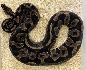 4x Königspython TOP PREIS, TOP Farben! Leopard, Piebald, Super Gravel und SG Pastel