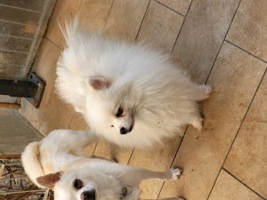 Pomeranian  Bild 5