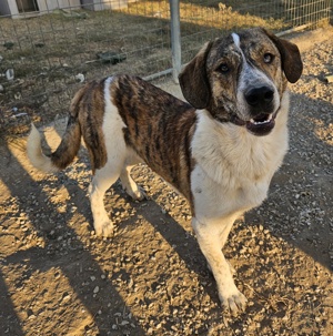 Timo, geb. ca. 12 2023, lebt in GRIECHENLAND, im städt. Tierheim Serres  Bild 9