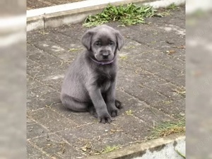 Reinrassigen Labrador Retriever welpen!!