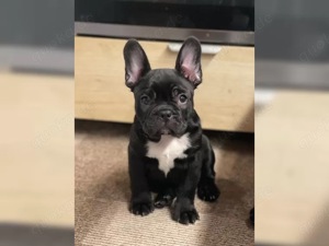 Susse Französische Bulldoggen Welpen!!