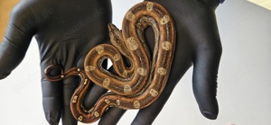 Boa Imperator 0.1 Inca het Black Panther poss het Albino Sharp 