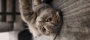 Katze zum abgeben 