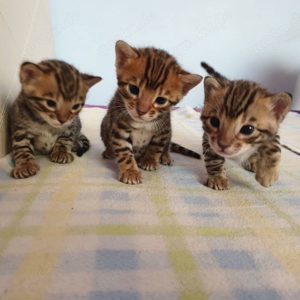 Wunderschönes Bengalkätzchen abzugeben