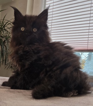 Katzen & Katzenbabys kaufen, verkaufen & zu verschenken