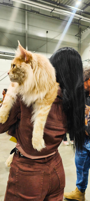 Maine Coon Deckkater mit Stammbaum ( kein Verkauf)