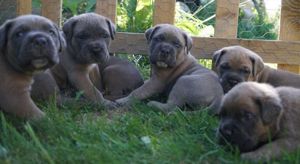 Süße Cane Corso Welpen suchen ein Zuhause
