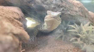 Goulds Waran  Bild 2