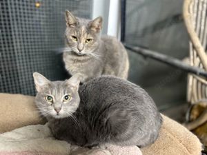 Tierschutzkatzen Paar sucht Zuhause 