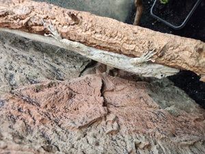 Chameleolis Barbatus