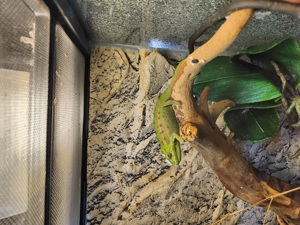 Furcifer Viridis 1.1