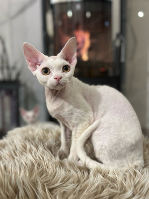  kitten Devon Rex Auszugsfertig, Kastrirt, Erbkrankheiten freienLin