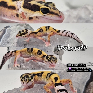 Leopardgecko Weibchen NZ2024