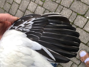 Bruteier vom großen Sundheimer-Huhn aus Ausstellungszucht