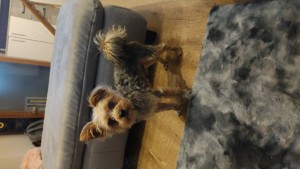 !!!Deckrüde Yorkshire Terrier!! Bild 2