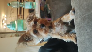 !!!Deckrüde Yorkshire Terrier!! Bild 5