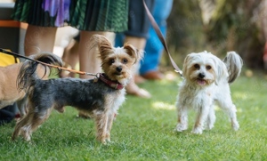 !!!Deckrüde Yorkshire Terrier!! Bild 8