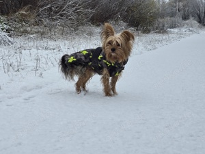!!!Deckrüde Yorkshire Terrier!! Bild 6