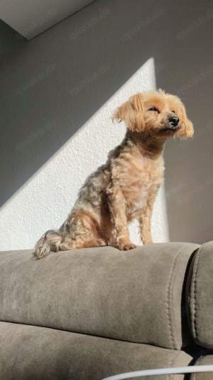 !!!Deckrüde Yorkshire Terrier!! Bild 7