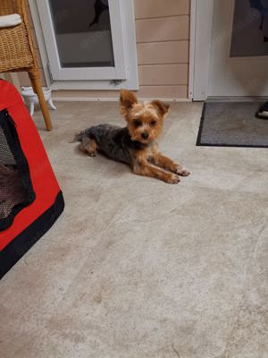 !!!Deckrüde Yorkshire Terrier!! Bild 3