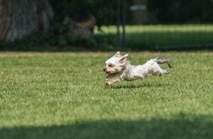 !!!Rüde mit Erfahrung!!! Bild 3