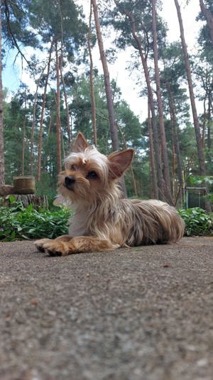 !!!Rüde mit Erfahrung!!! Bild 9