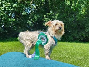 !!!Rüde mit Erfahrung!!! Bild 2