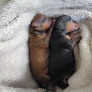 !!!Rüde mit Erfahrung!!! Bild 6