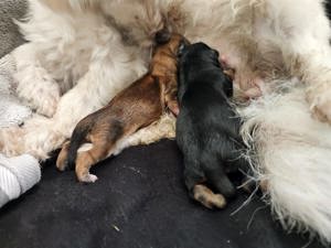 !!!Rüde mit Erfahrung!!! Bild 5